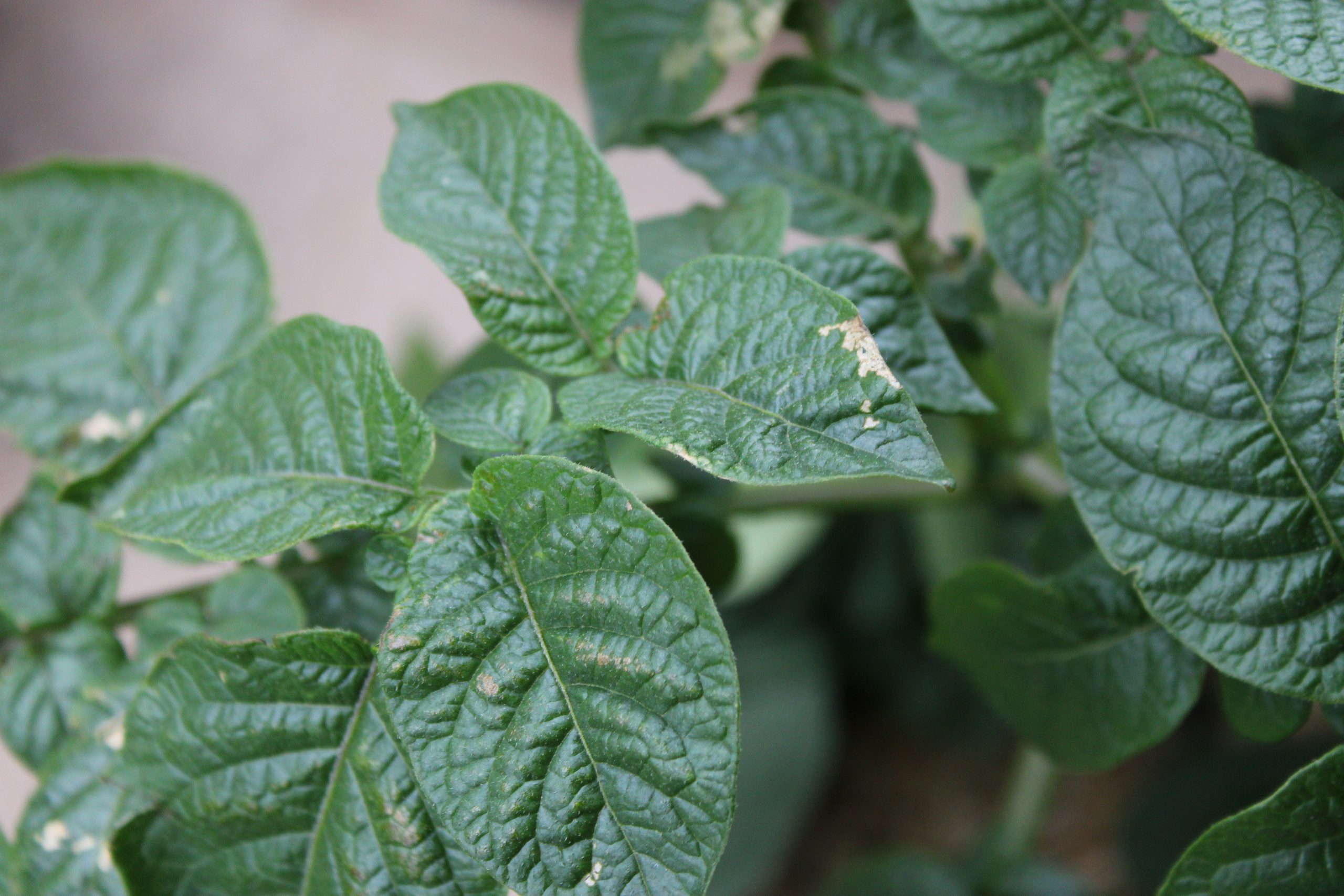 Experiments in Potato Blight