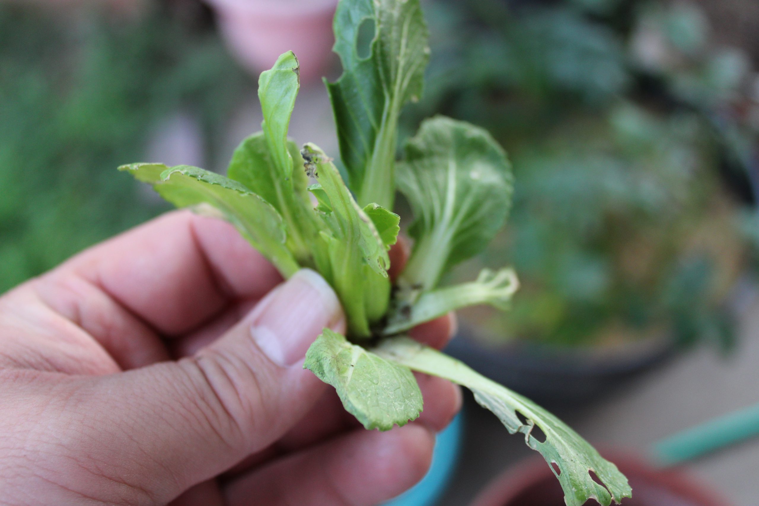 Cabbage Patch Pests or Maybe Pests of the Cabbage Patch.