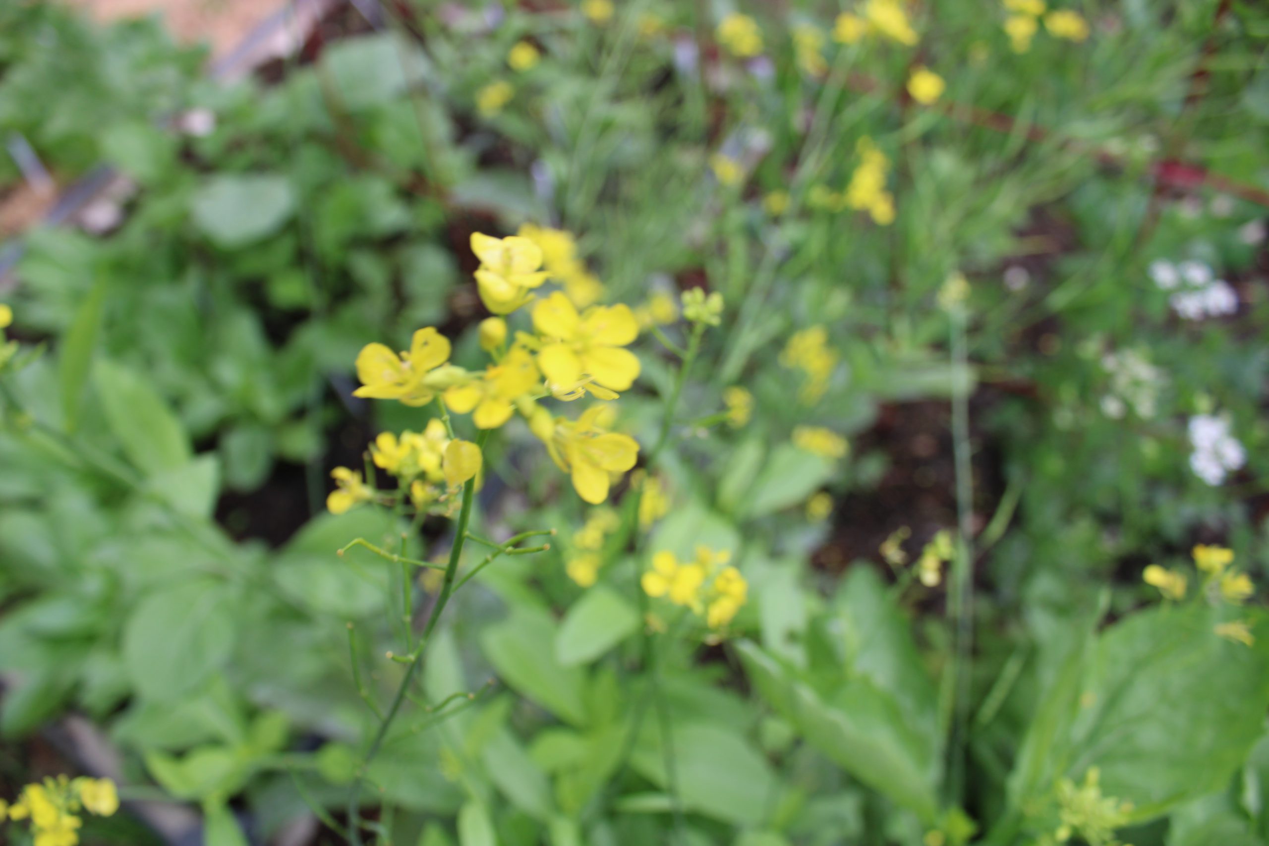 Cabbage Family Flowers