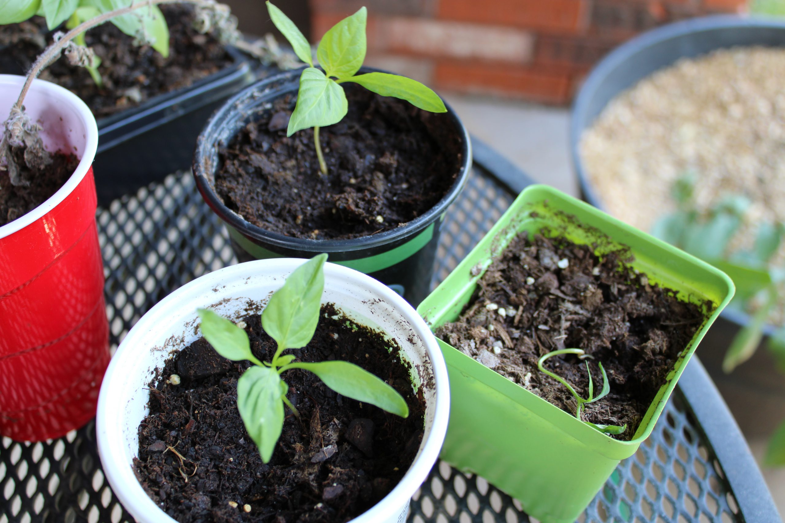 Garden Update, June 2021, Dragon Fruit, Jelly Melons and Chinese Peppers, Oh My!