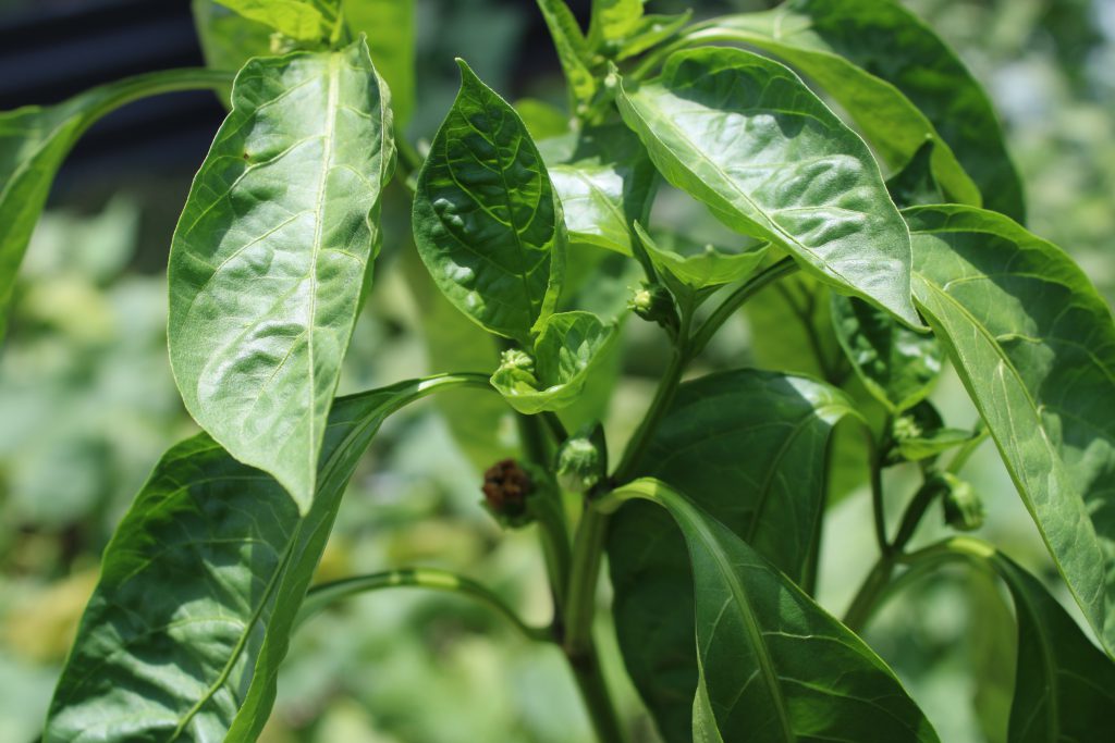 Budding Doux D'Espagne Pepper