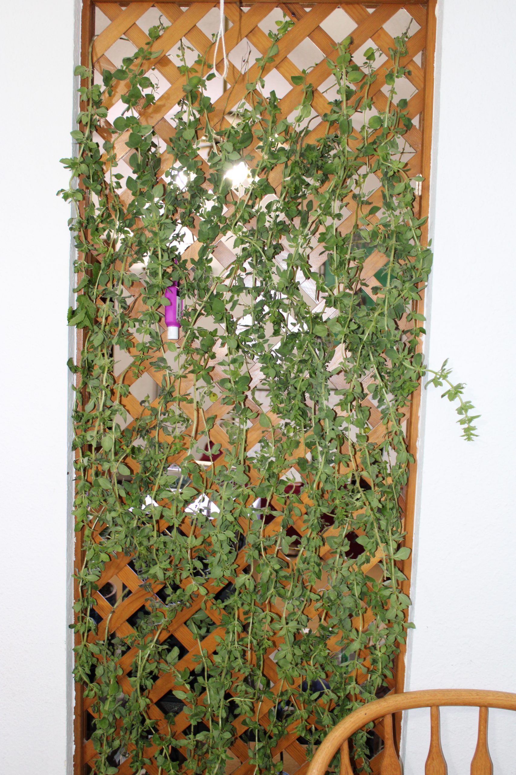 Staying Dry, Drying the Herbs