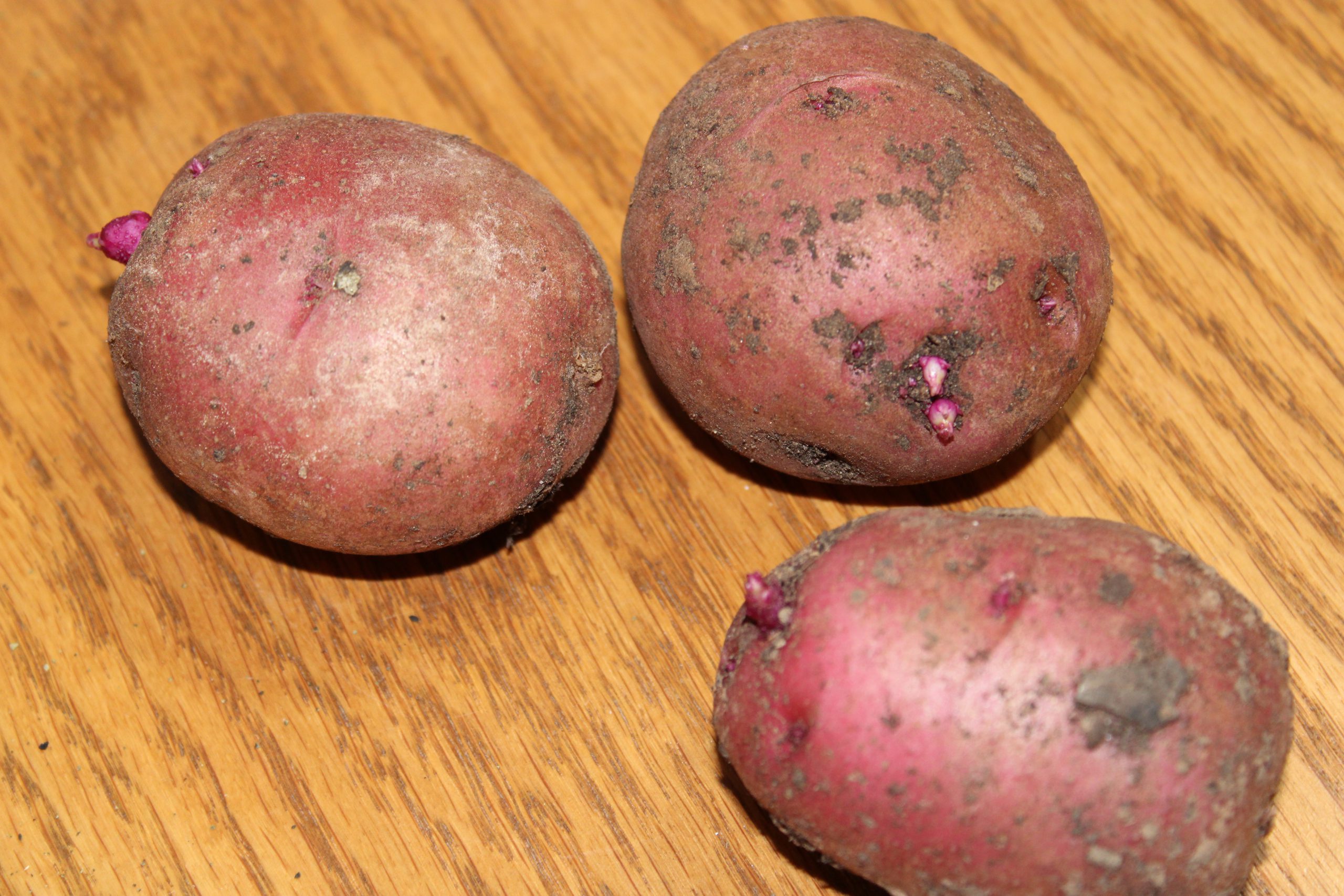 My Summer Potatoes Experiment