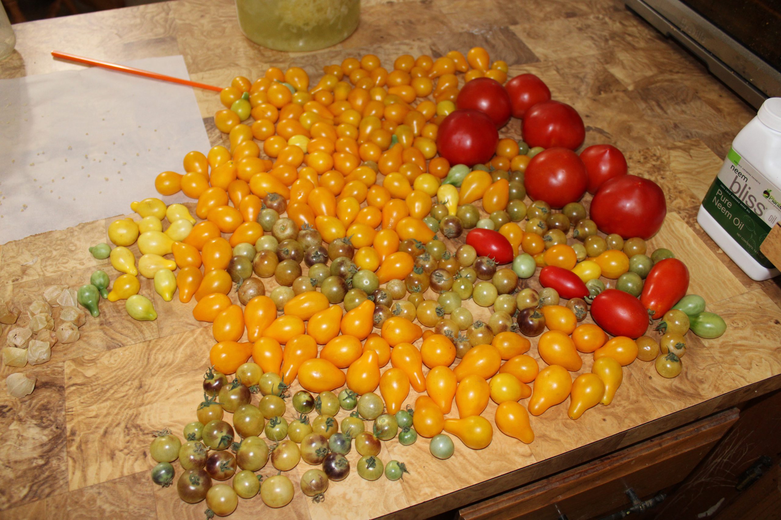 Paying the Cost, When One Does a Single Stem Screw Up of Tomatoes