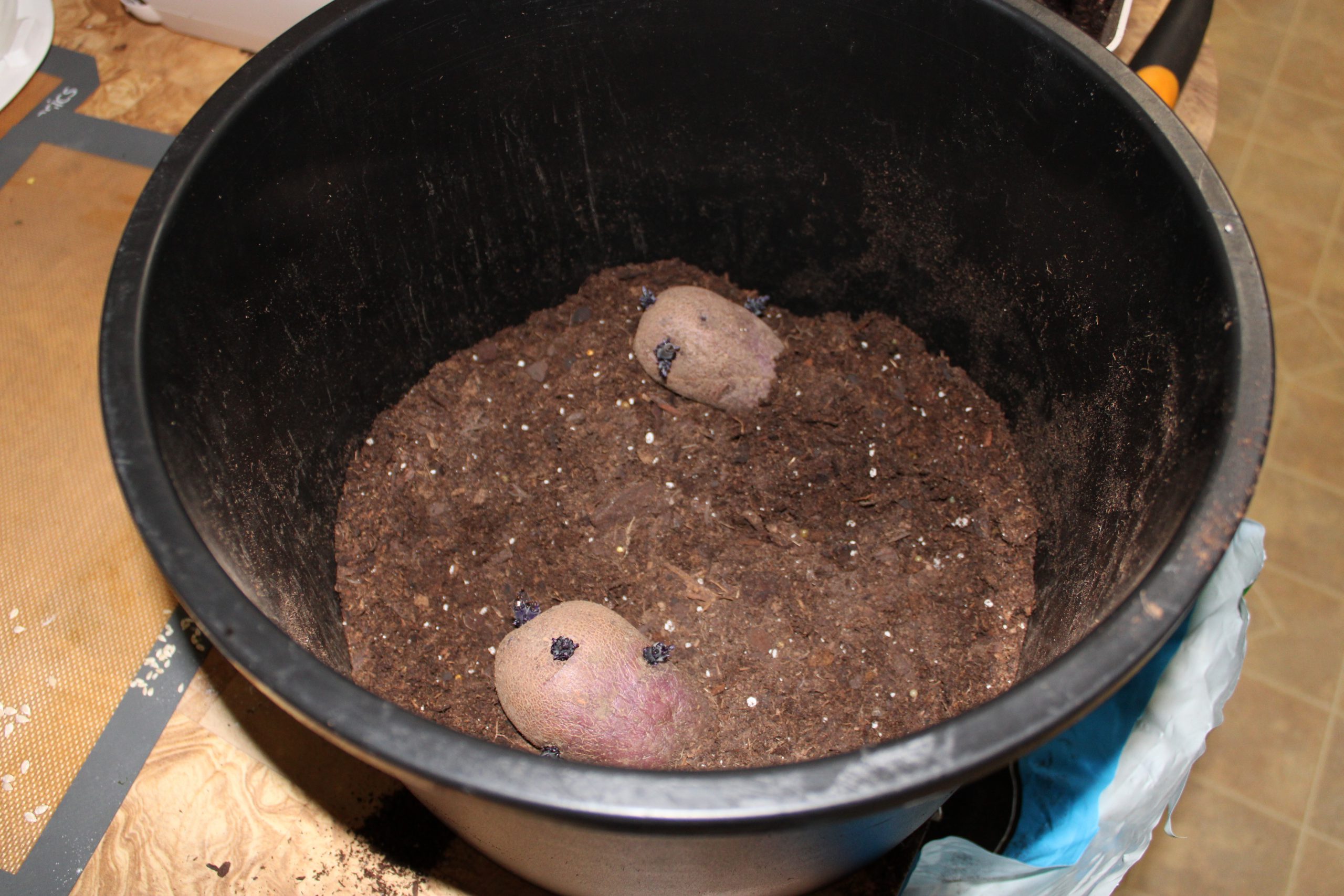 A Spud’s Tale: An Indoor Potato Experiment